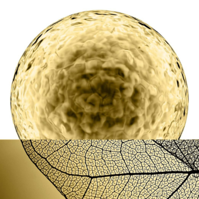 cellmen-cellhands-cellular-phyto-540x540