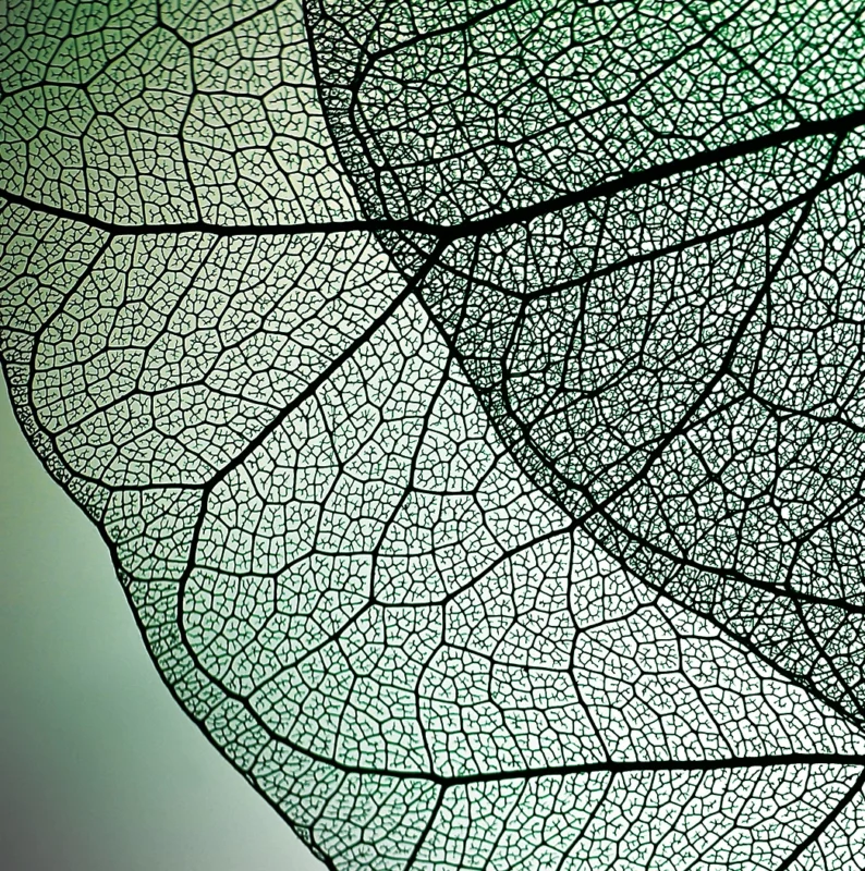 cellmen-cosmetic-group-phyto-522x526