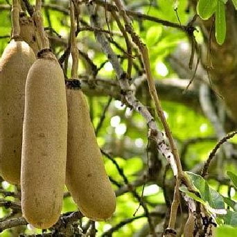 dr.jacksons-ingredients-kigelia-fruit-extract