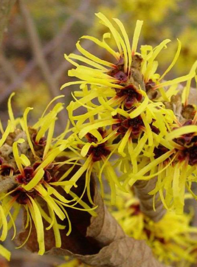 fit-skincare-for-men-muscle-massage-miracle-ingredients-witch-hazel-400x540